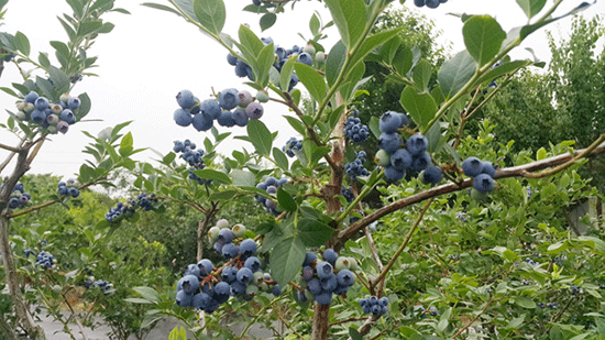 닥터블루베리 농장의 블루베리 열매