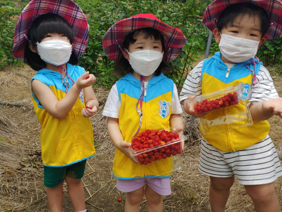 산딸기 농장에서 어린이들이 산딸기 따기 체험을 하고 있다.