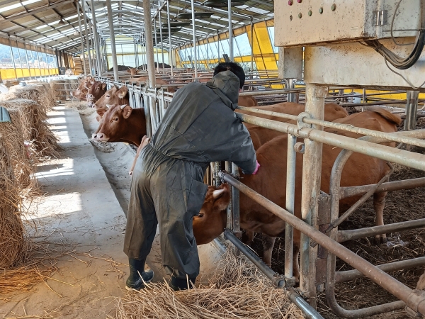 소 사육농가에서 백신접종을 하고 있는 모습.